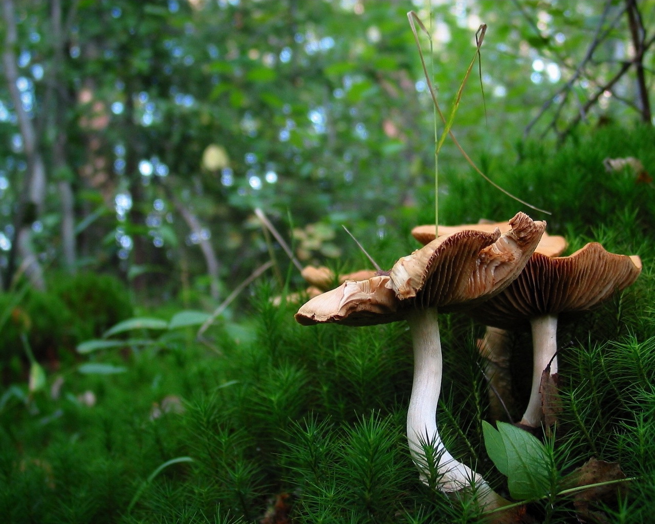 Грибы в лесном мохе