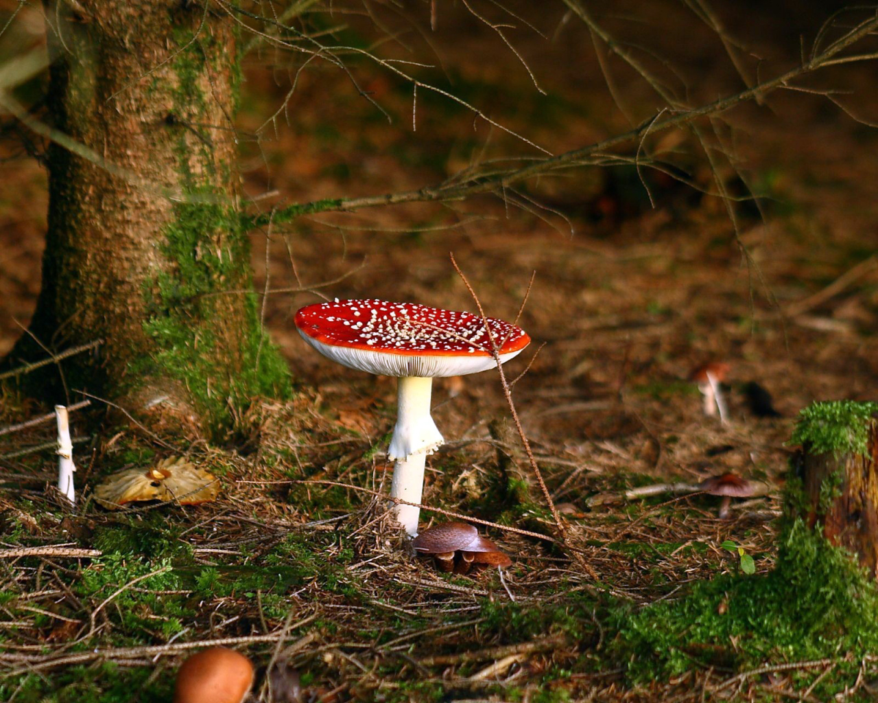 Ядовитый гриб под деревом