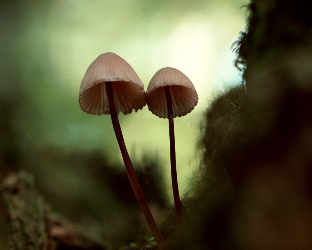 Зонтичные грибы