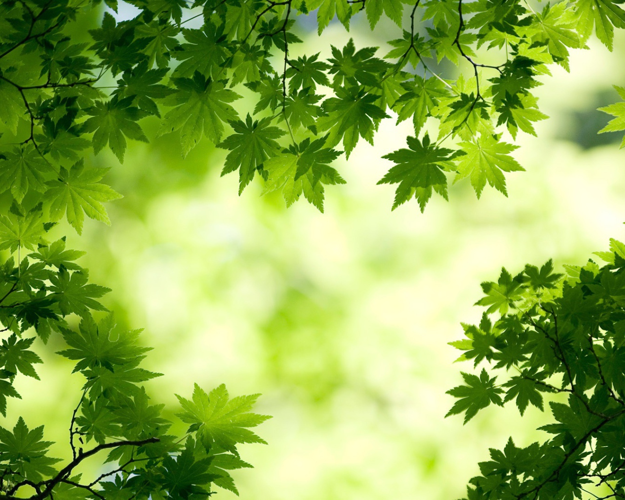 Зеленые листья