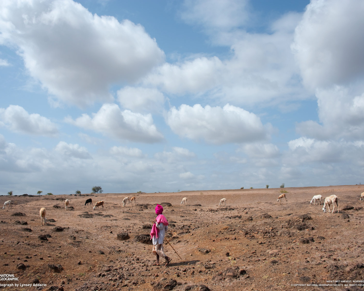 Пастух овец