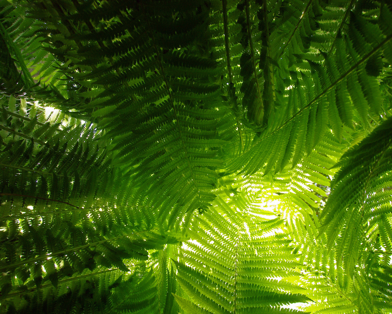 Луч света сквозь папоротник