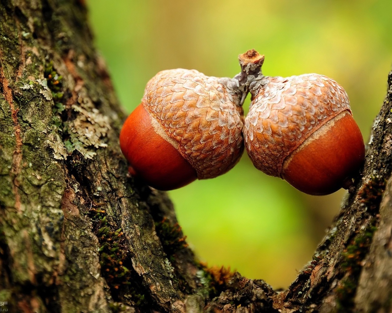 Желуди семена дуба