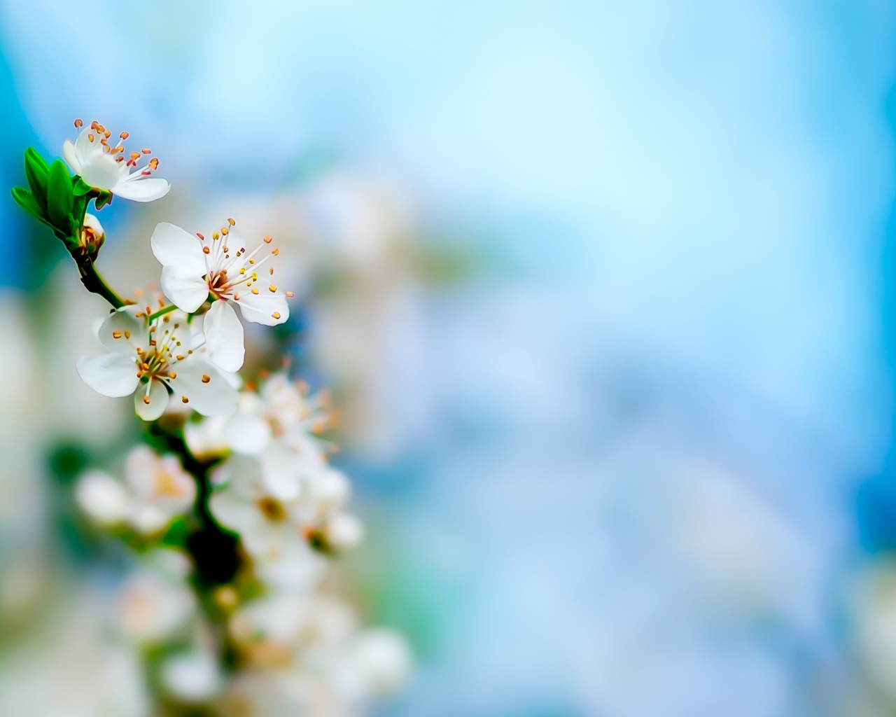 Цветение яблочного дерева