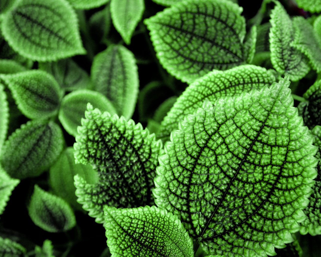 Прекрасные зеленые листья