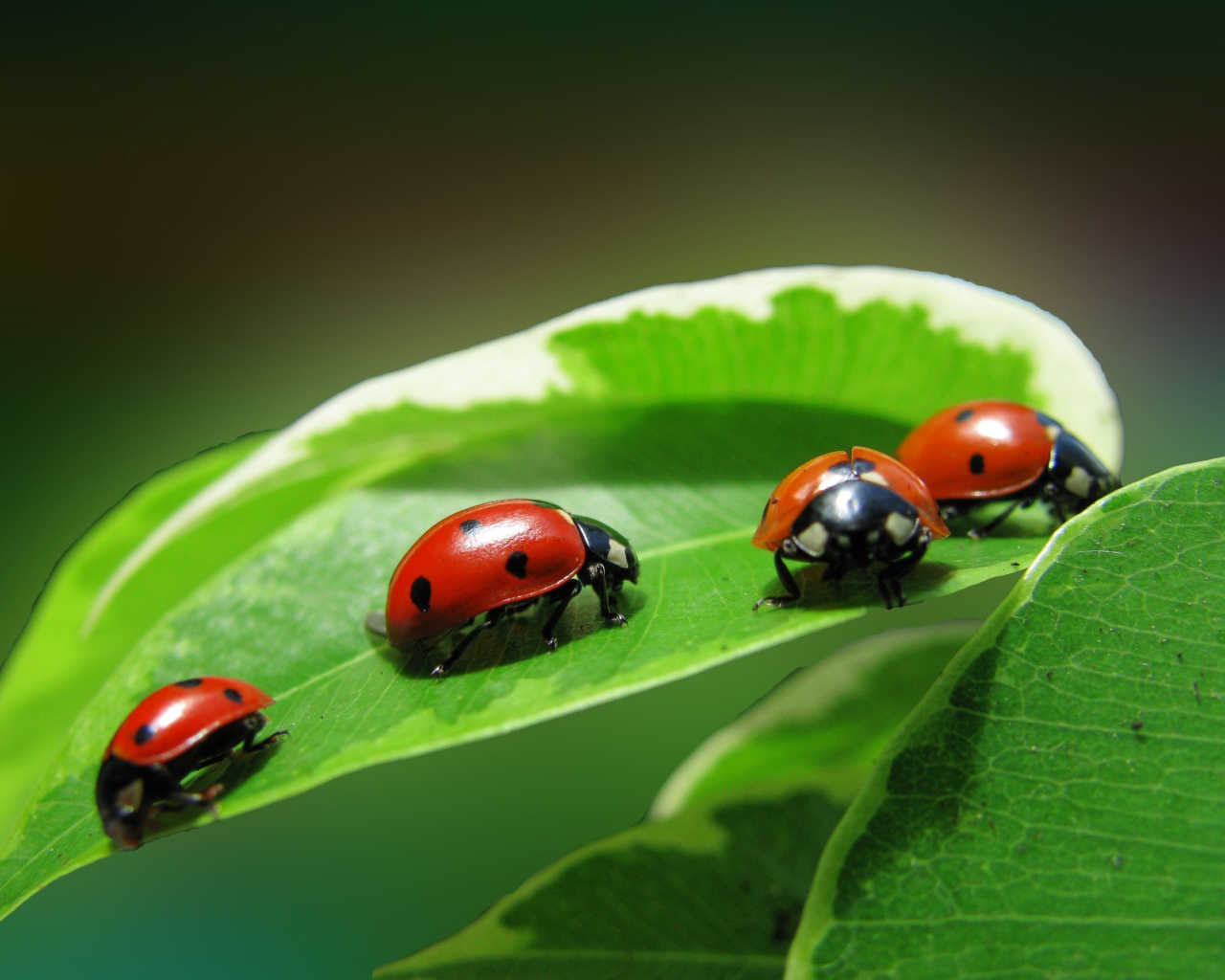 Жучки на зеленом листике
