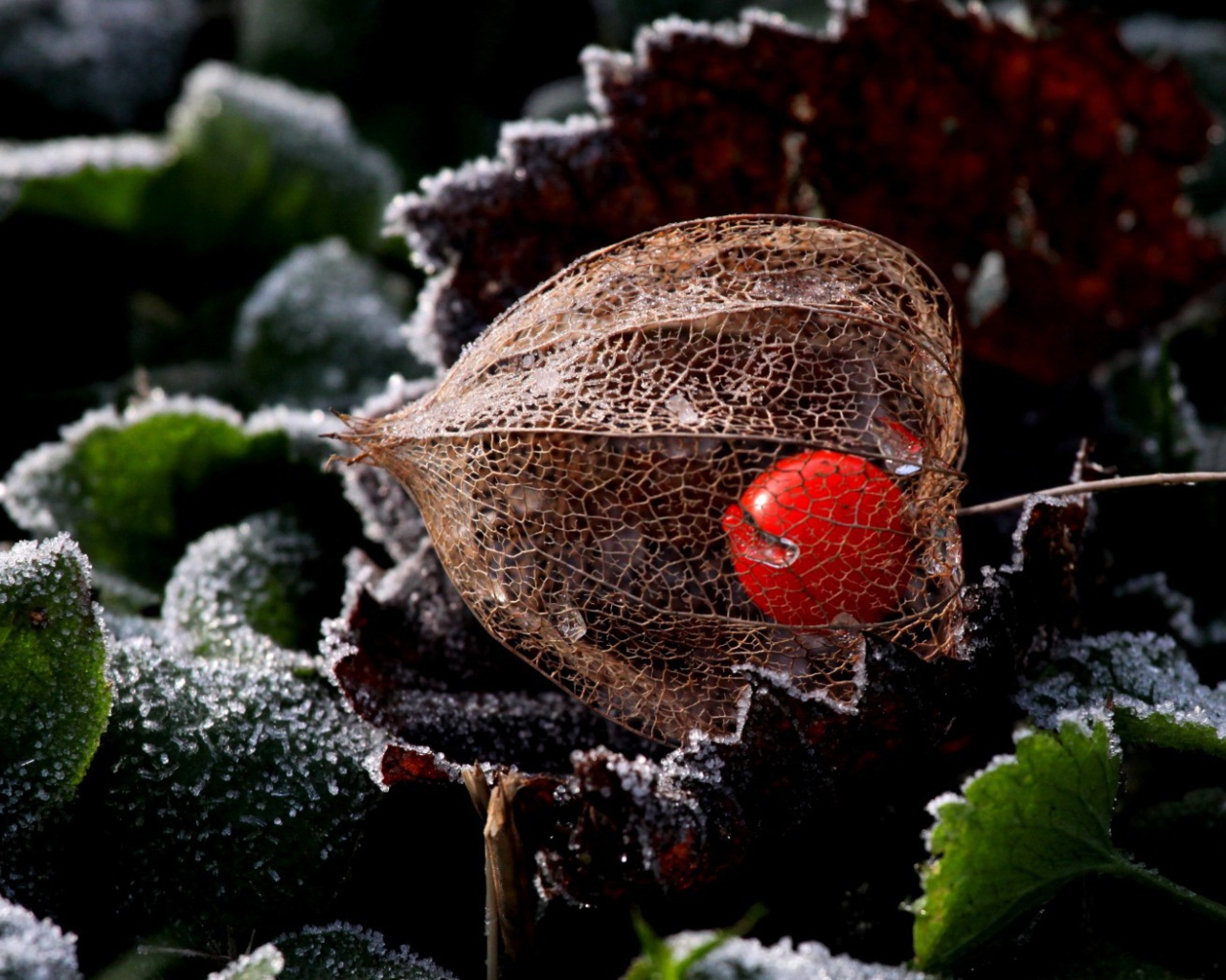 Ягода в прозрачной оболочке