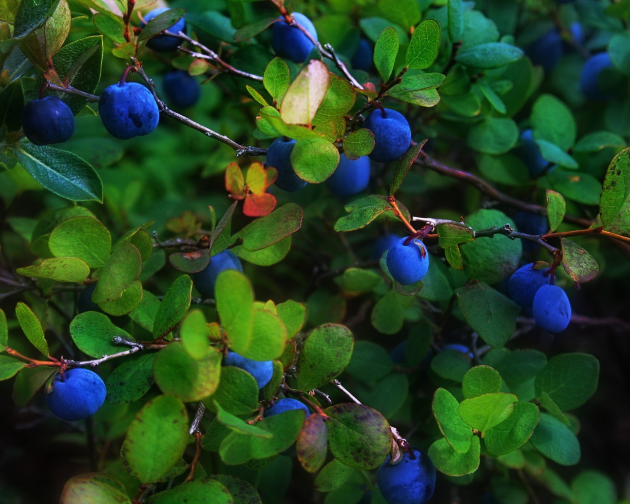 Синие ягоды в листве