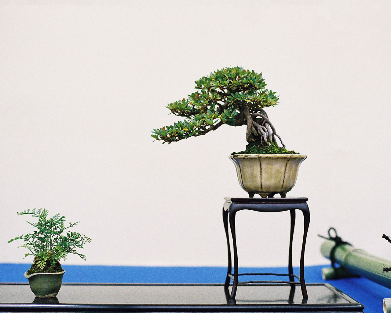 Бонсай на белом фоне