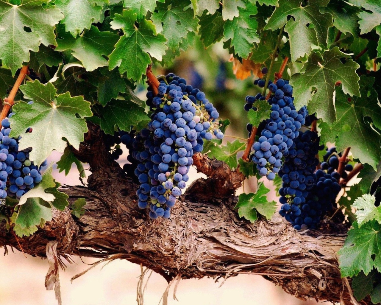 Гроздья спелого винограда
