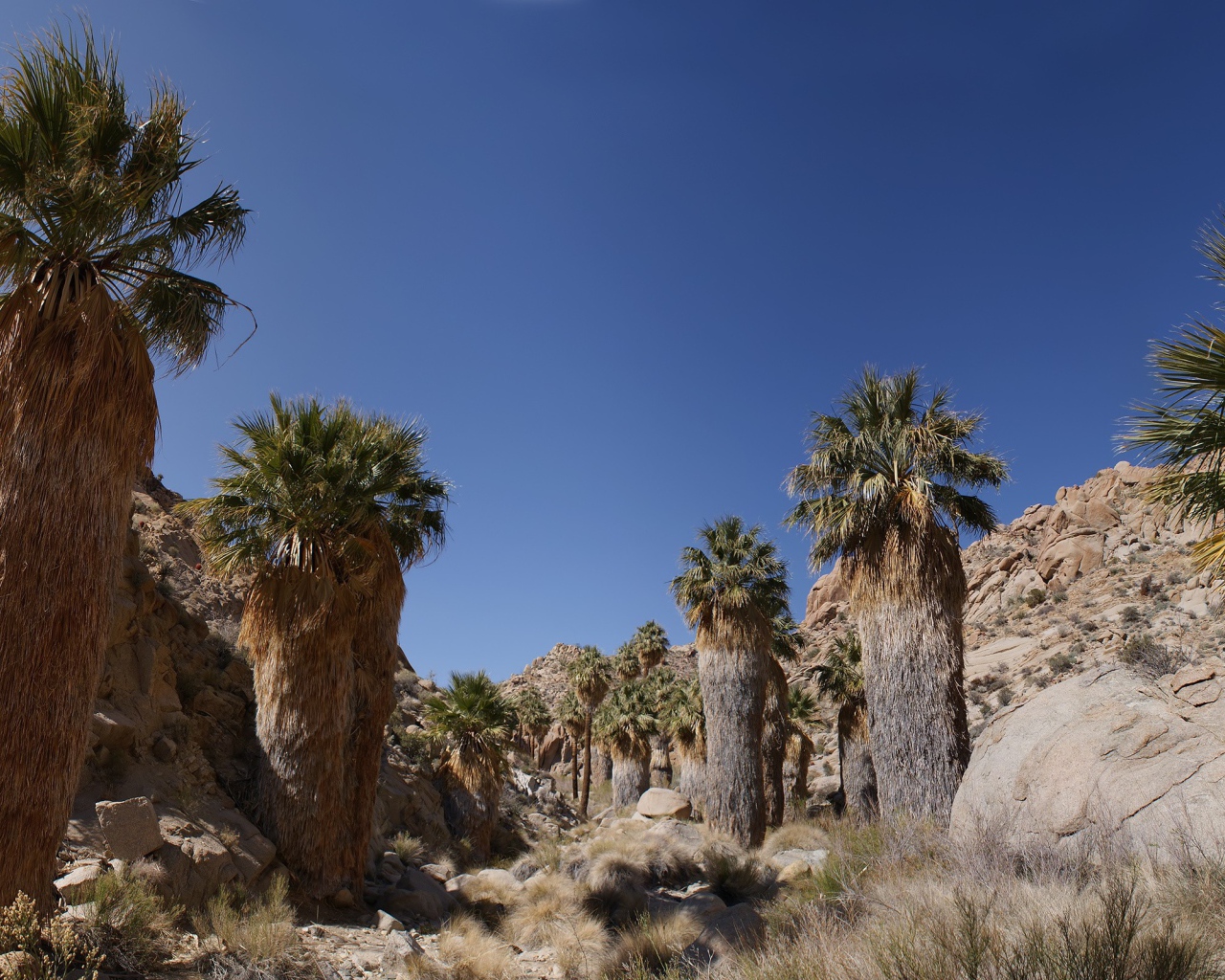 Кактусы в каменной пустыне