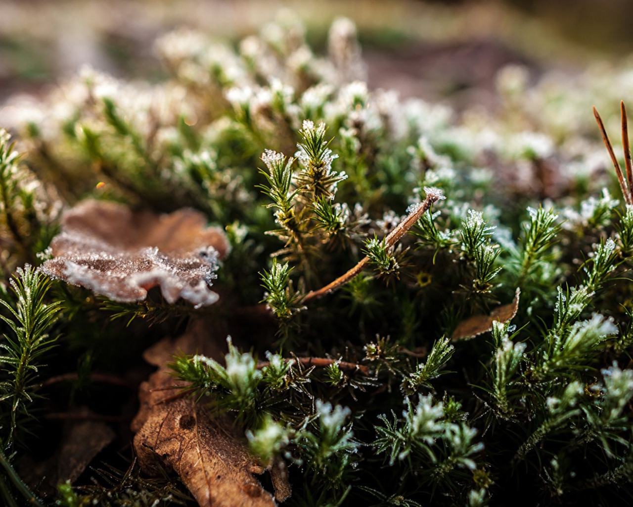 Хвойные ветки в снегу
