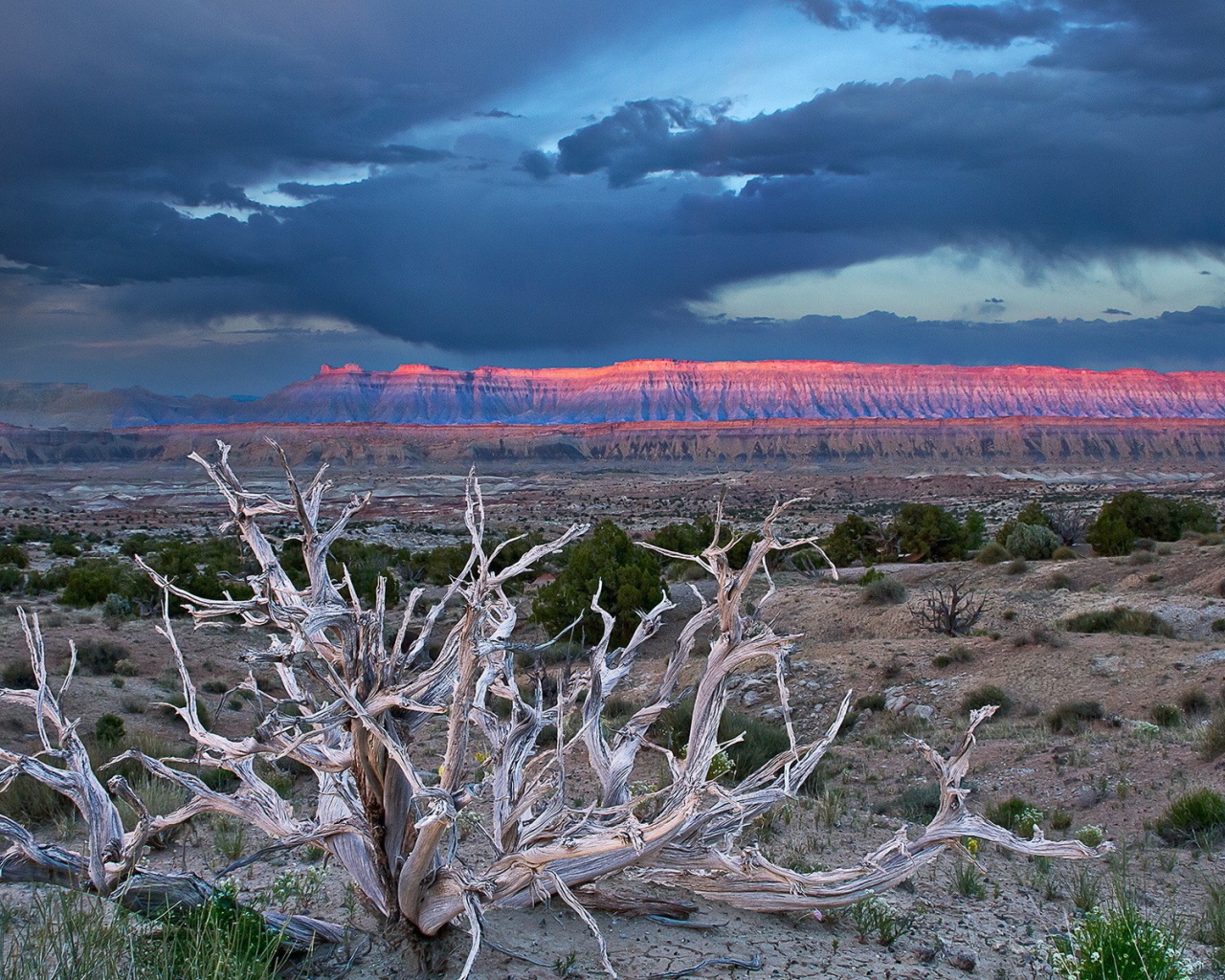 Засохшее дерево в пустыне