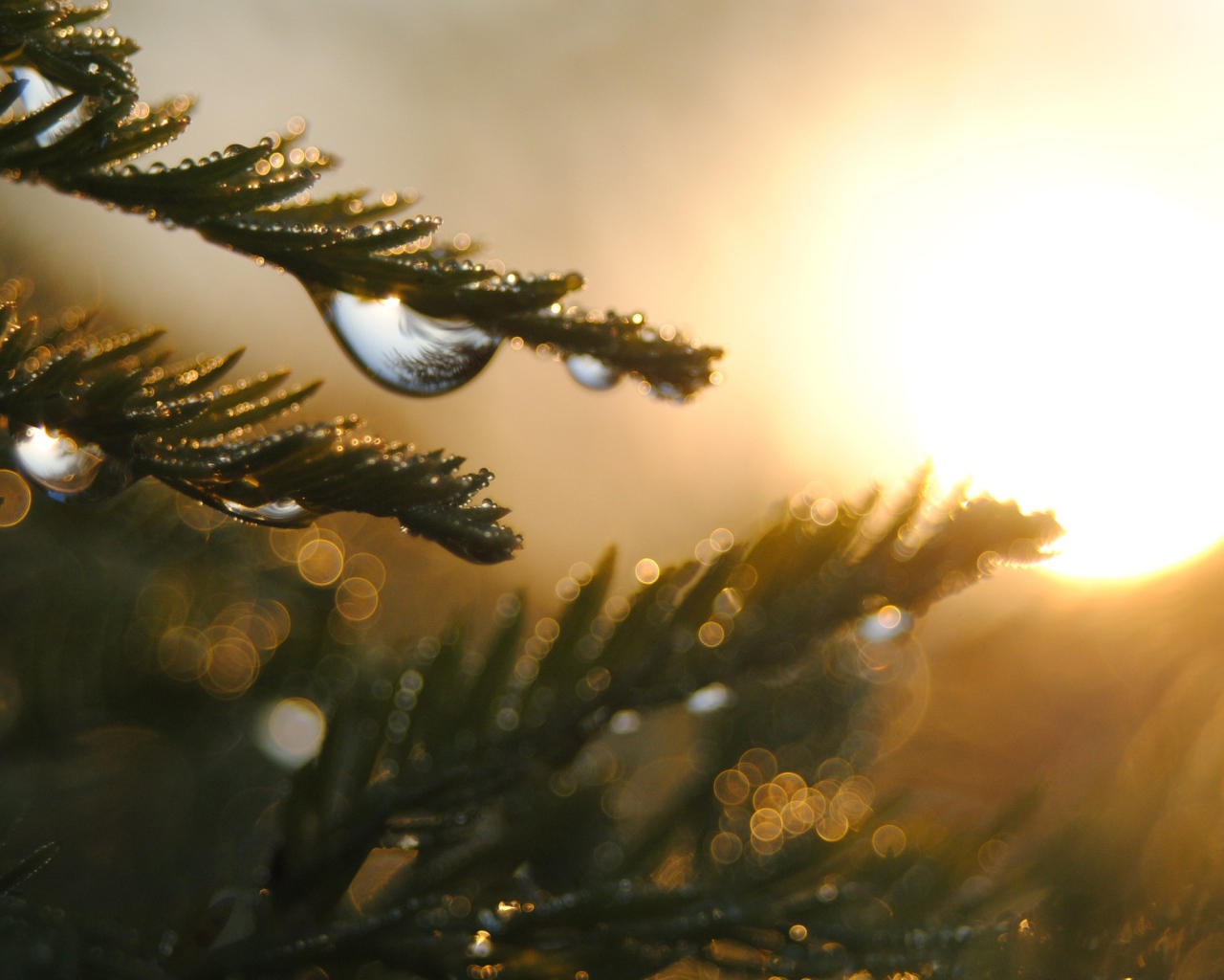 Капли на ветках дерева