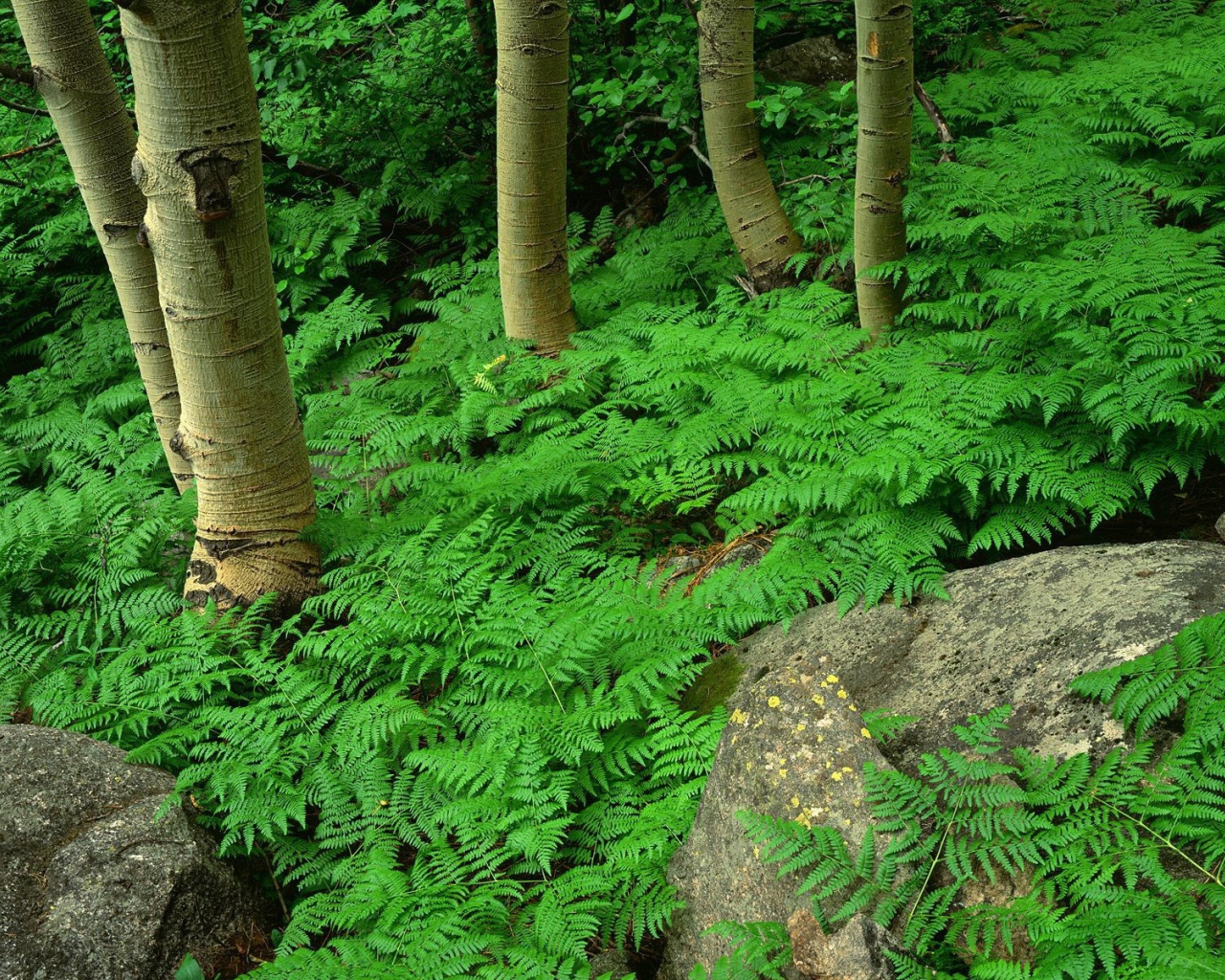 Заросли папоротника