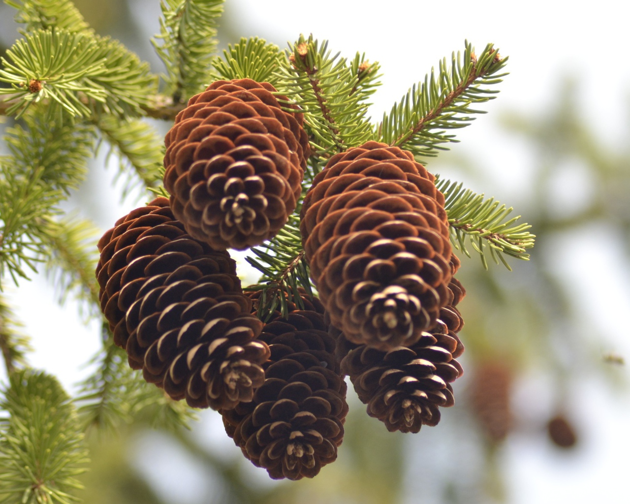 Еловые шишки на ветке