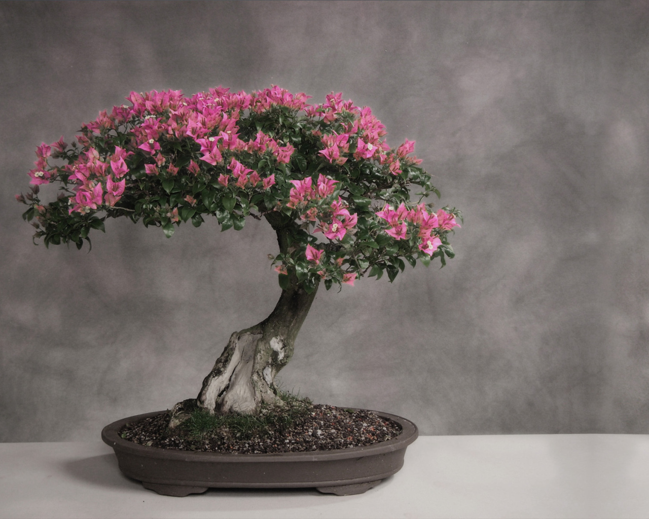 Цветущее дерево бонсай