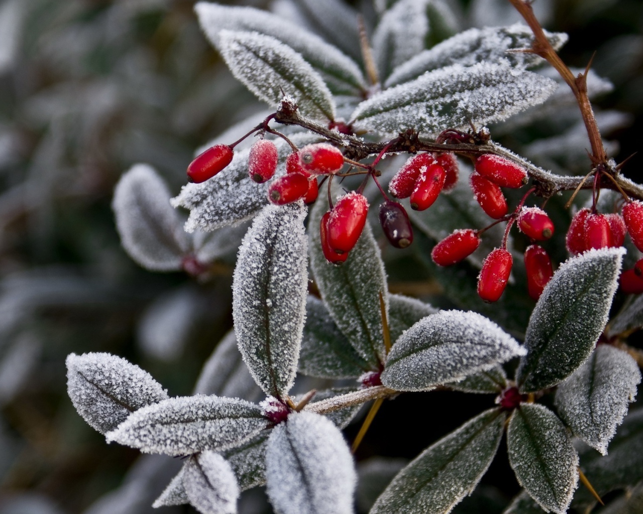 Иней на ягодах