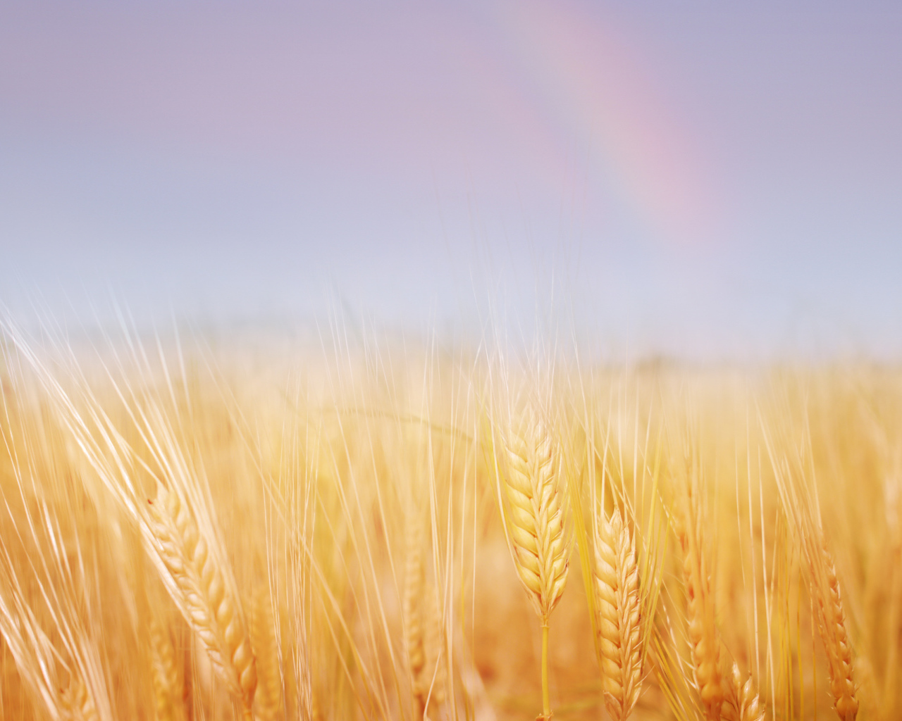 Золотая пшеница