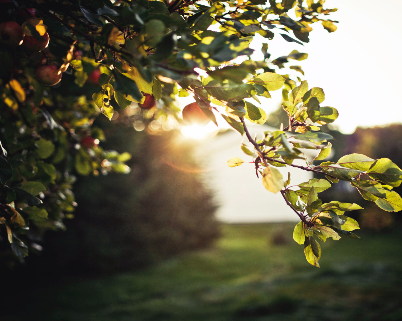 Зеленая ветка яблони