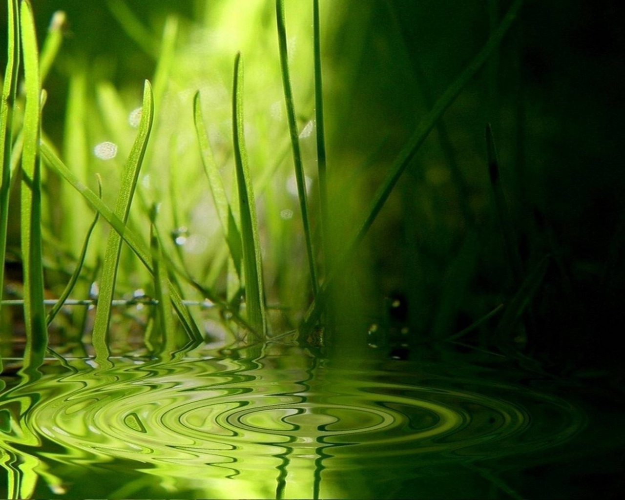 Зеленая трава на воде