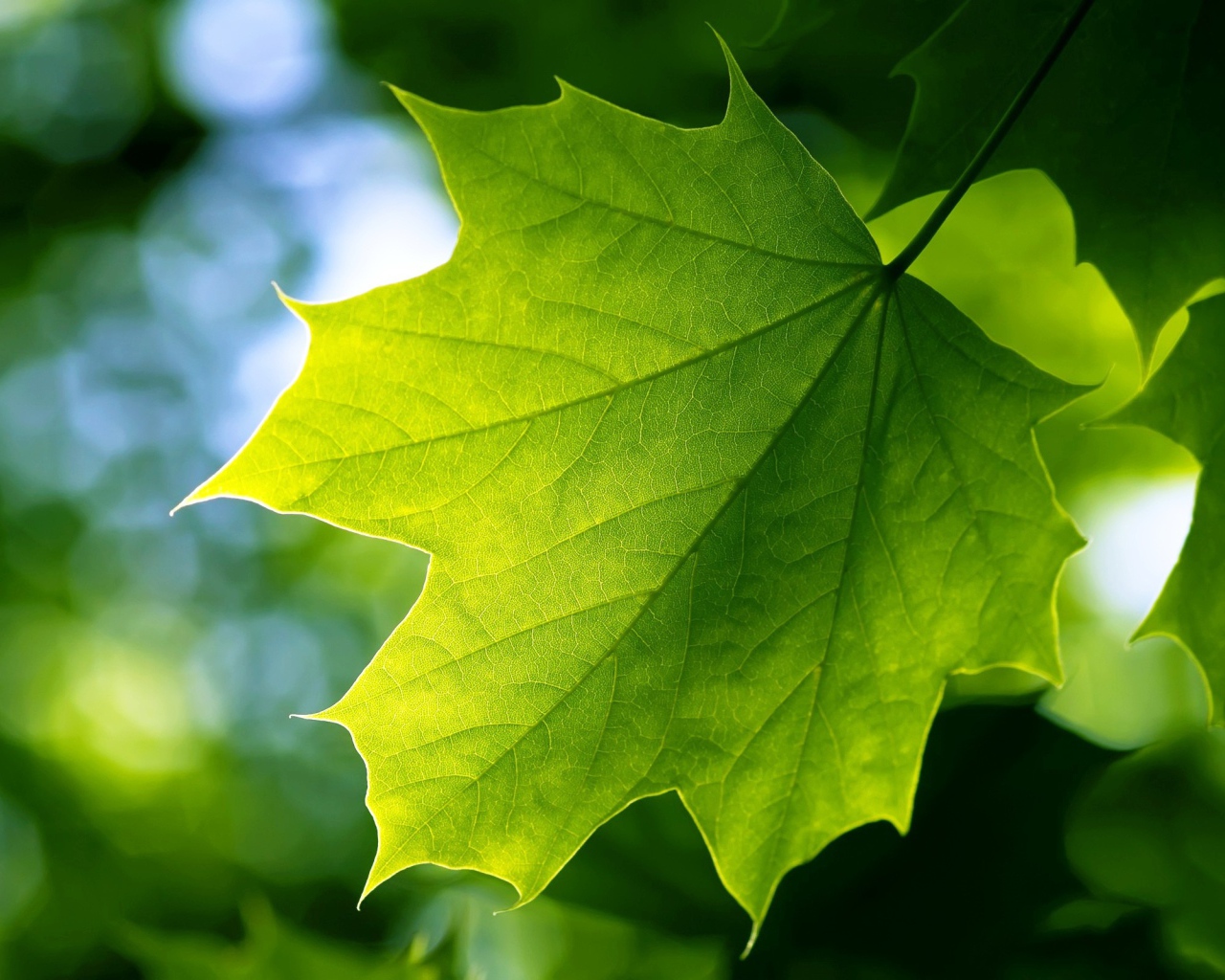 Зеленый лист