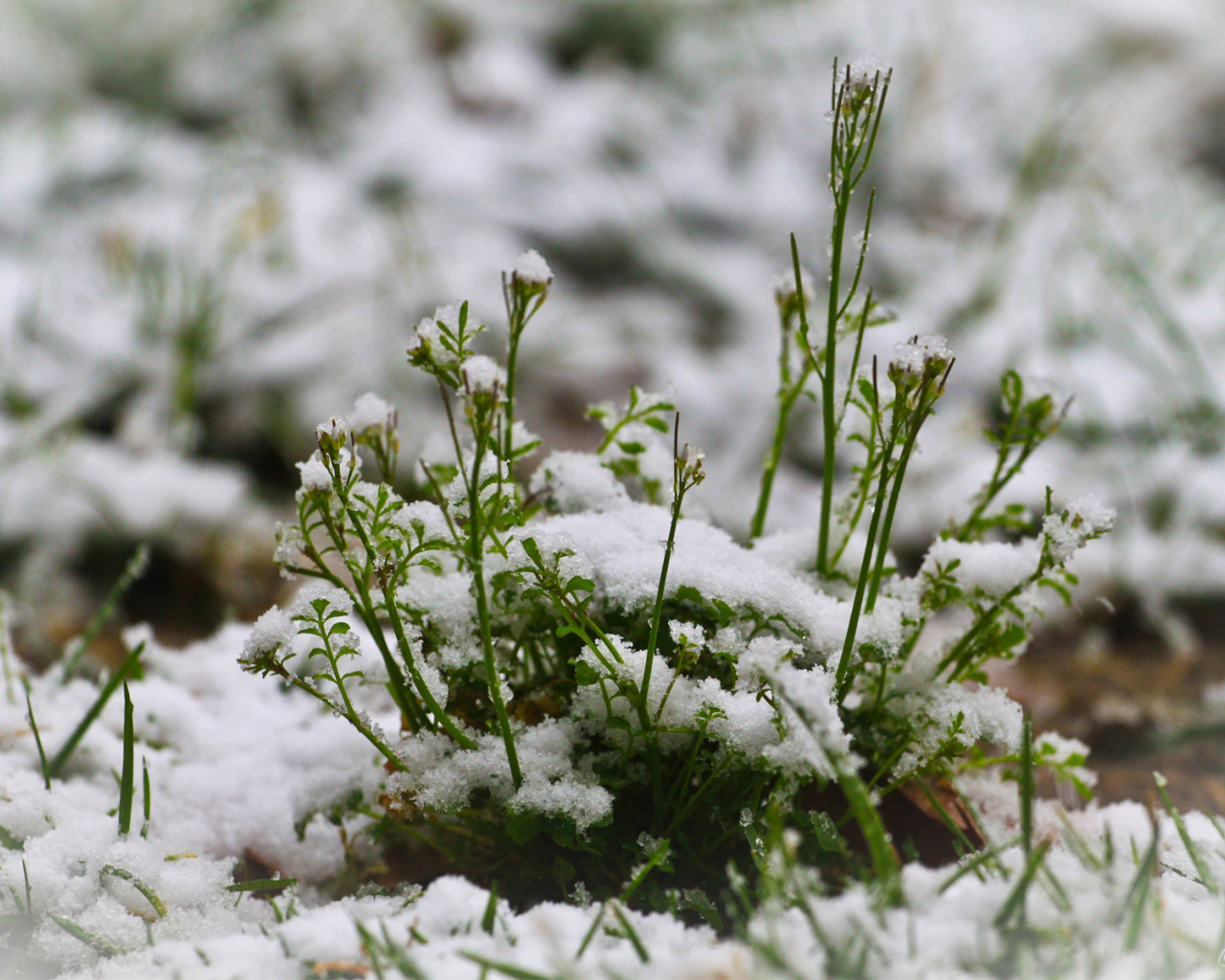 Зелень пробивается сквозь снег