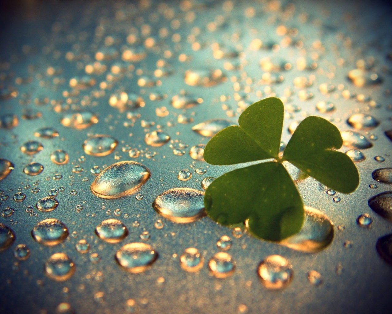 Лист клевера на каплях воды