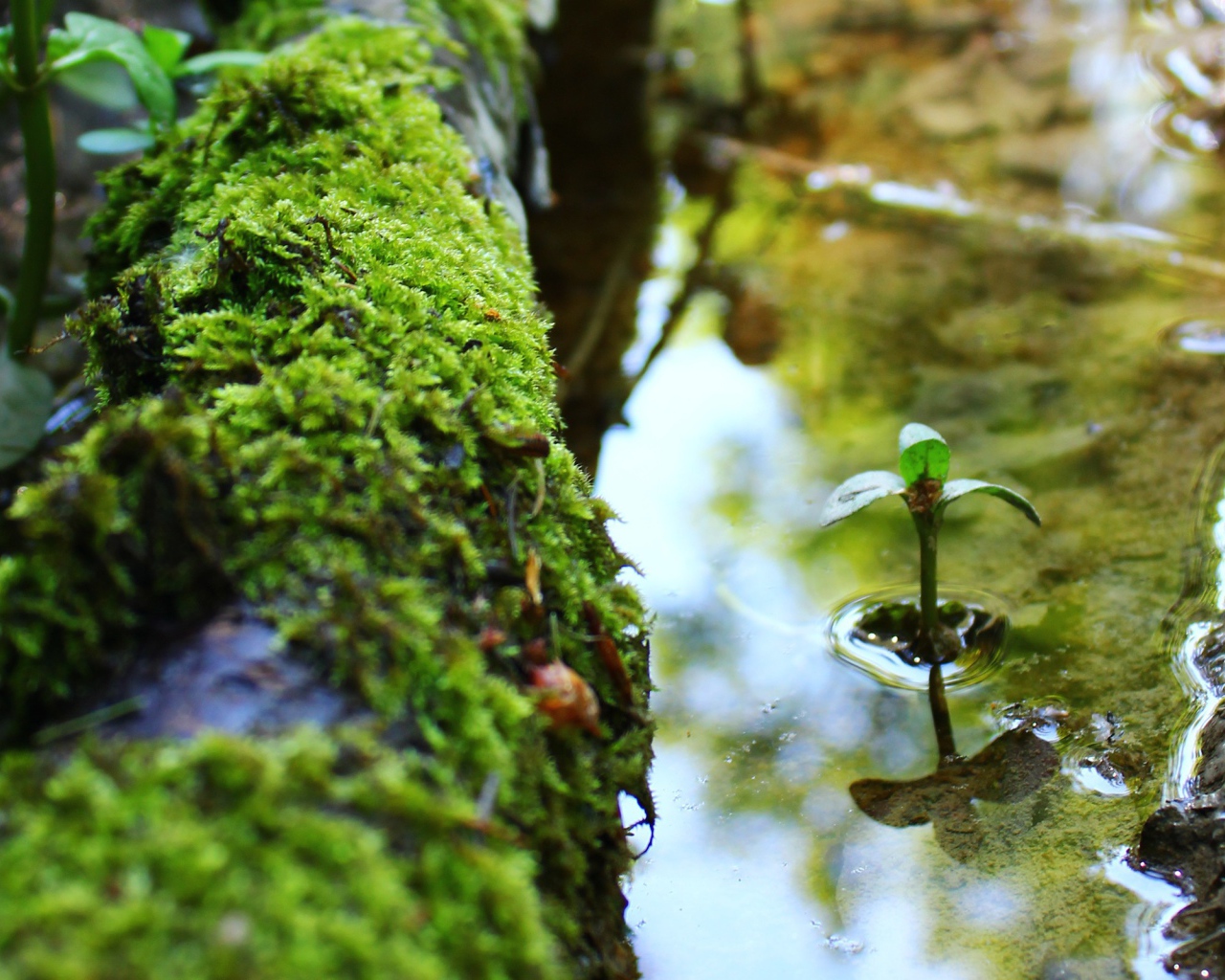 Маленький росток