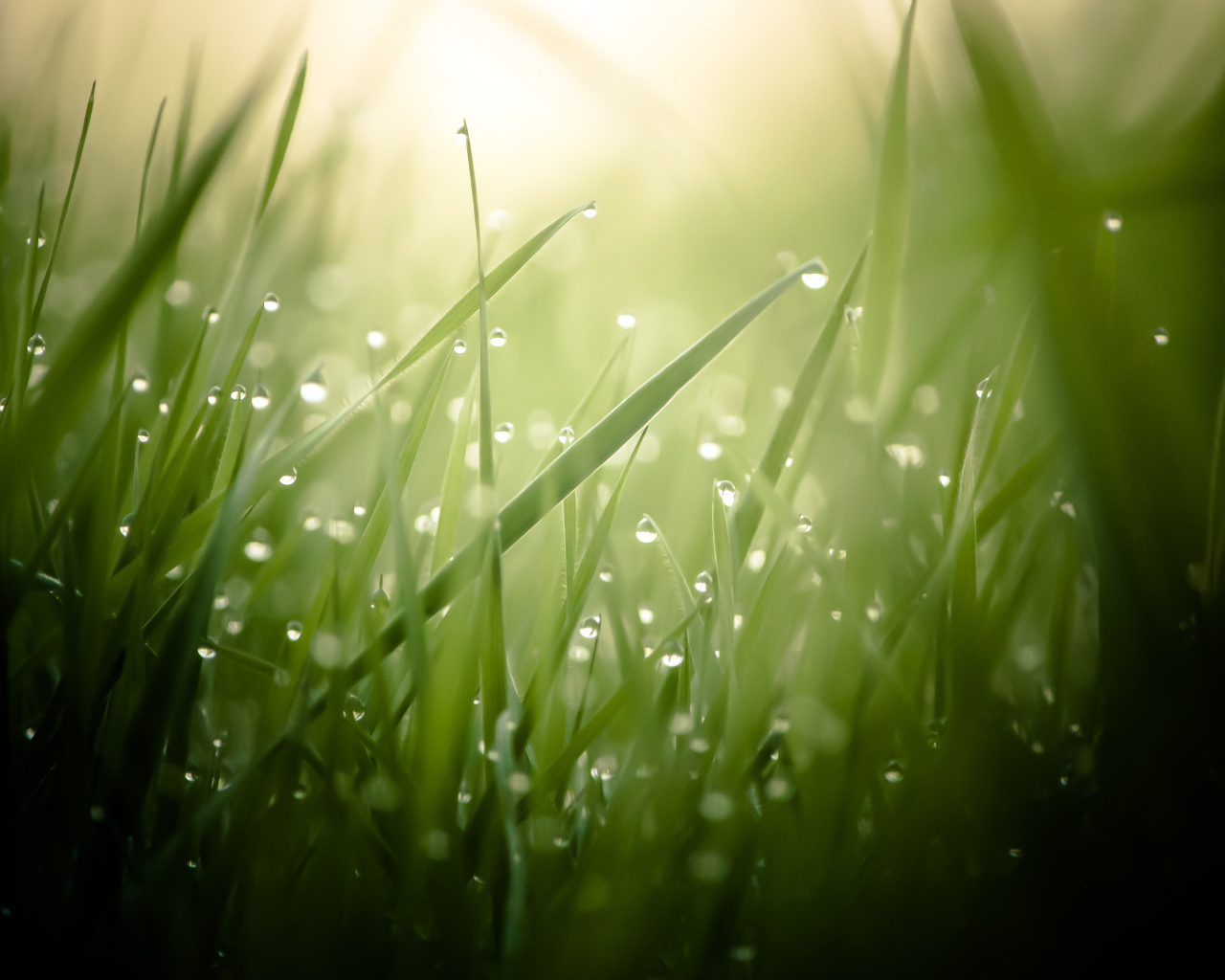 Утренняя роса на зелёной траве