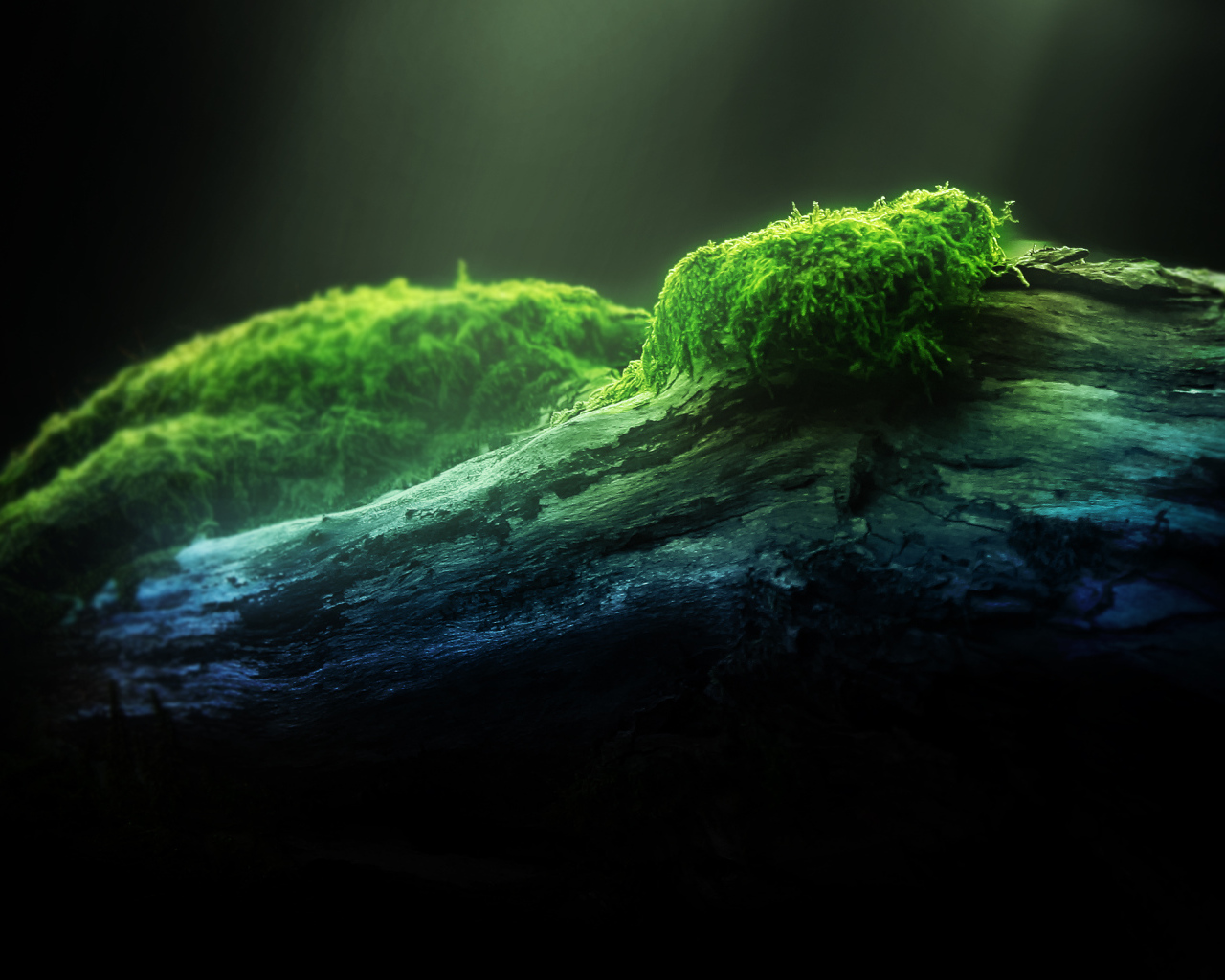 Зеленый мох