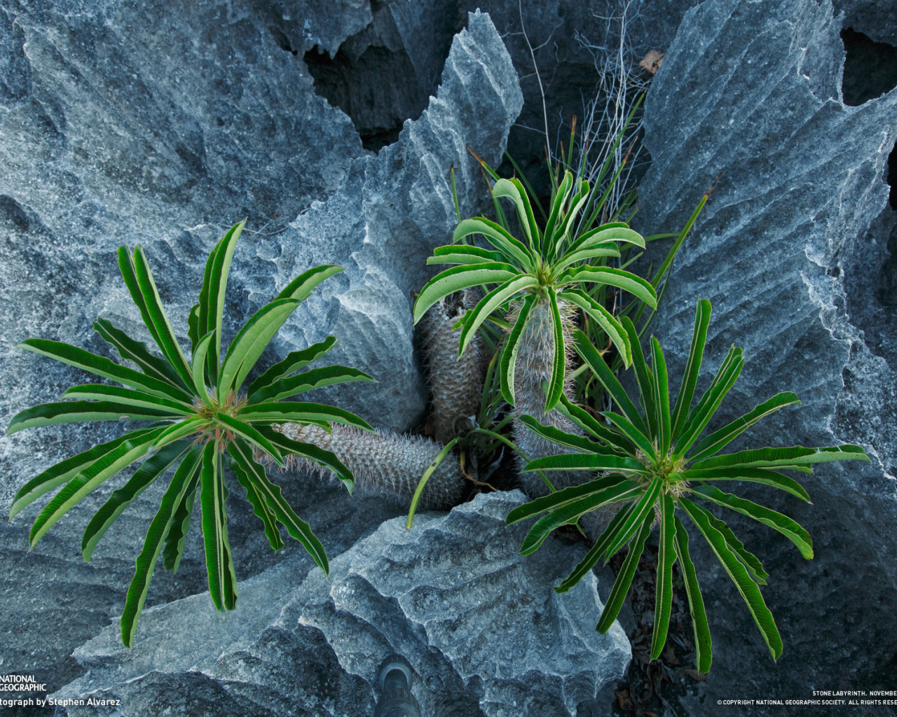 Пальмы растут в скалах