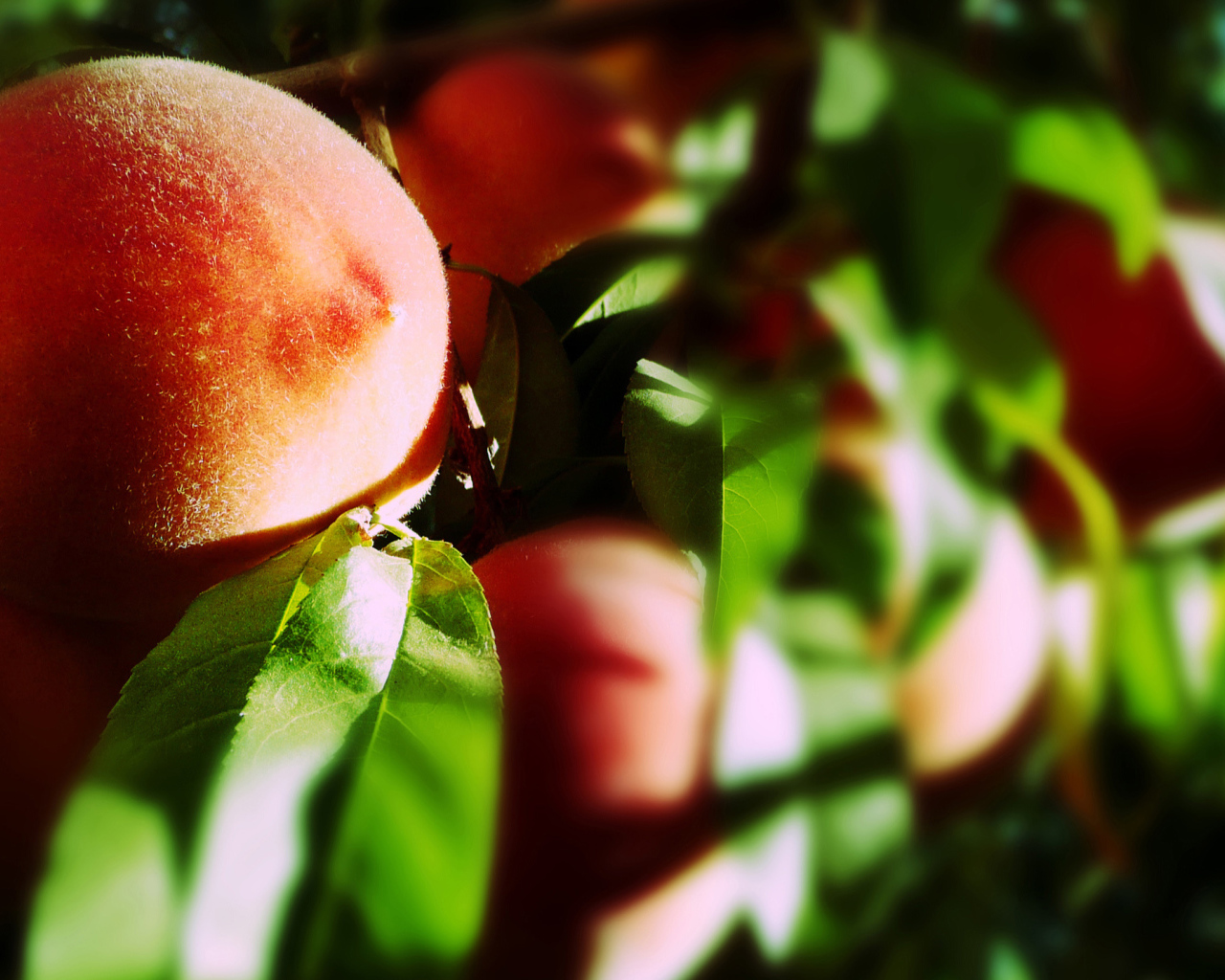 Персик на ветке