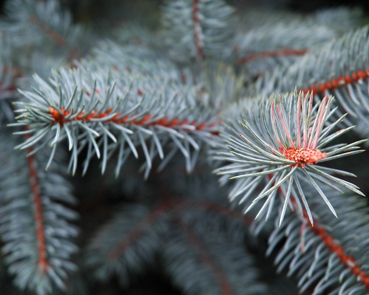 Еловые ветки