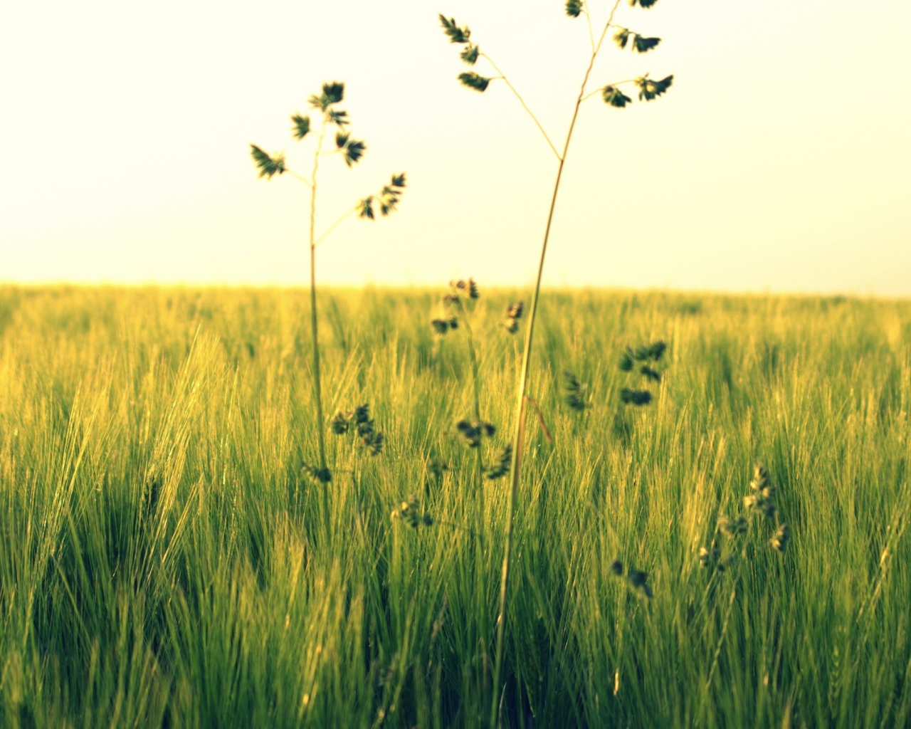 Растения в поле