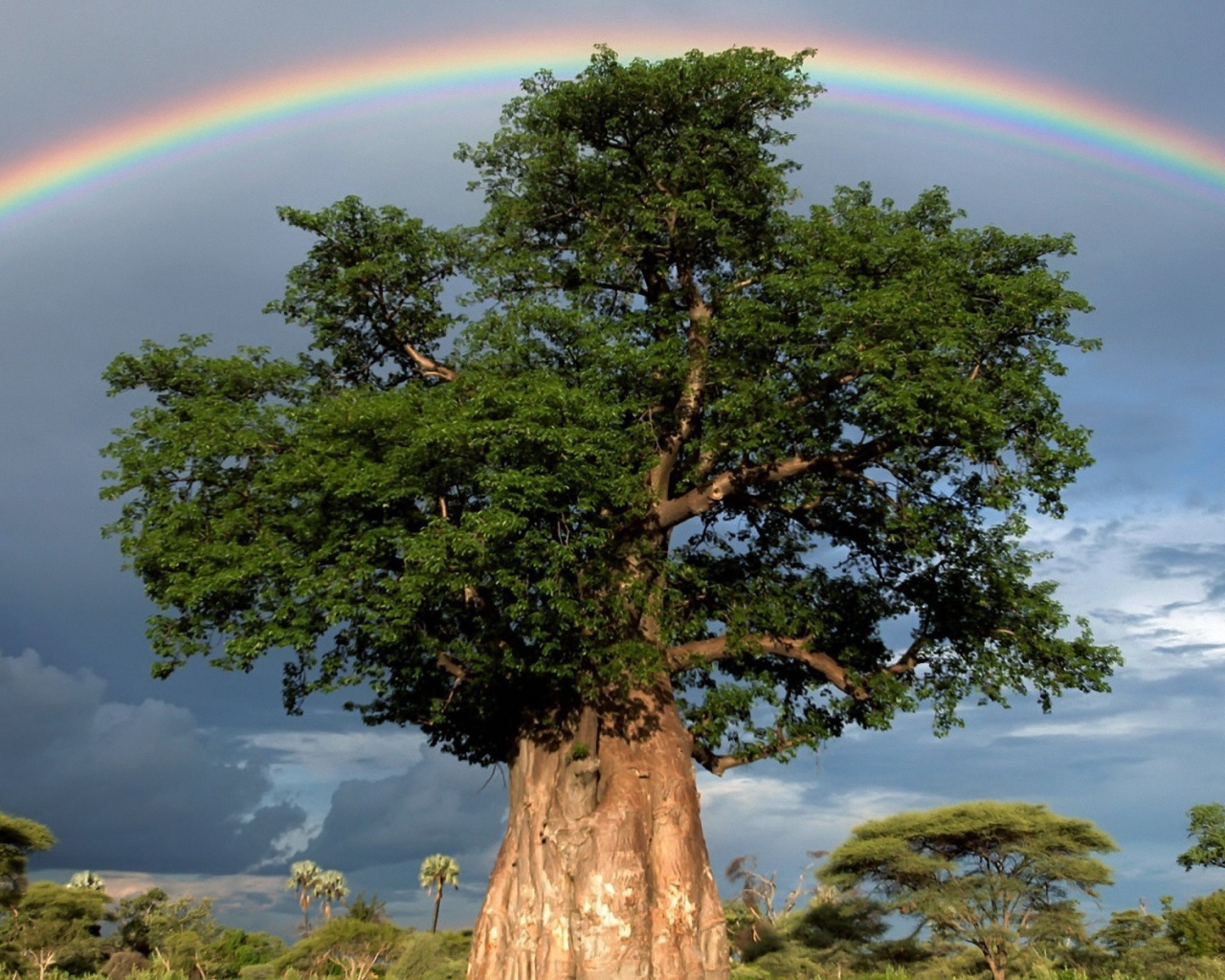 Rainbow over a thick tree