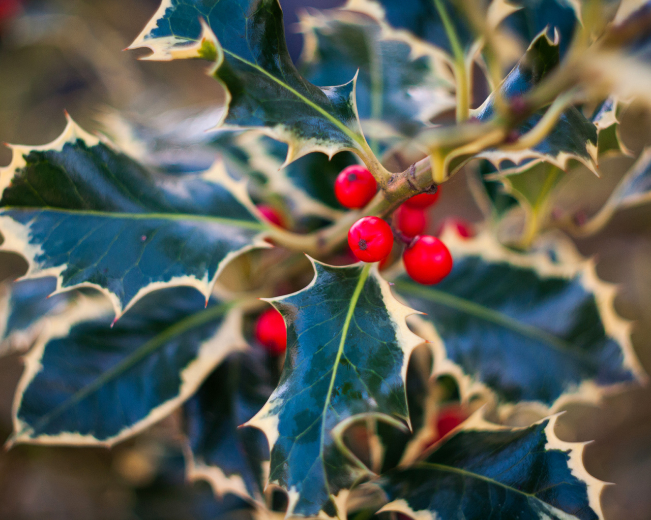 Красные ягоды на ветвях