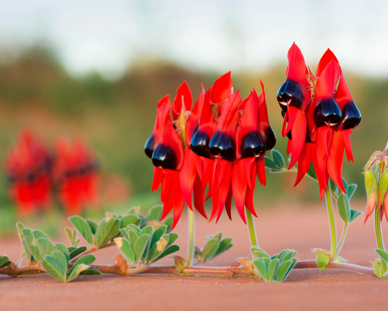 Красные цветы на ветке