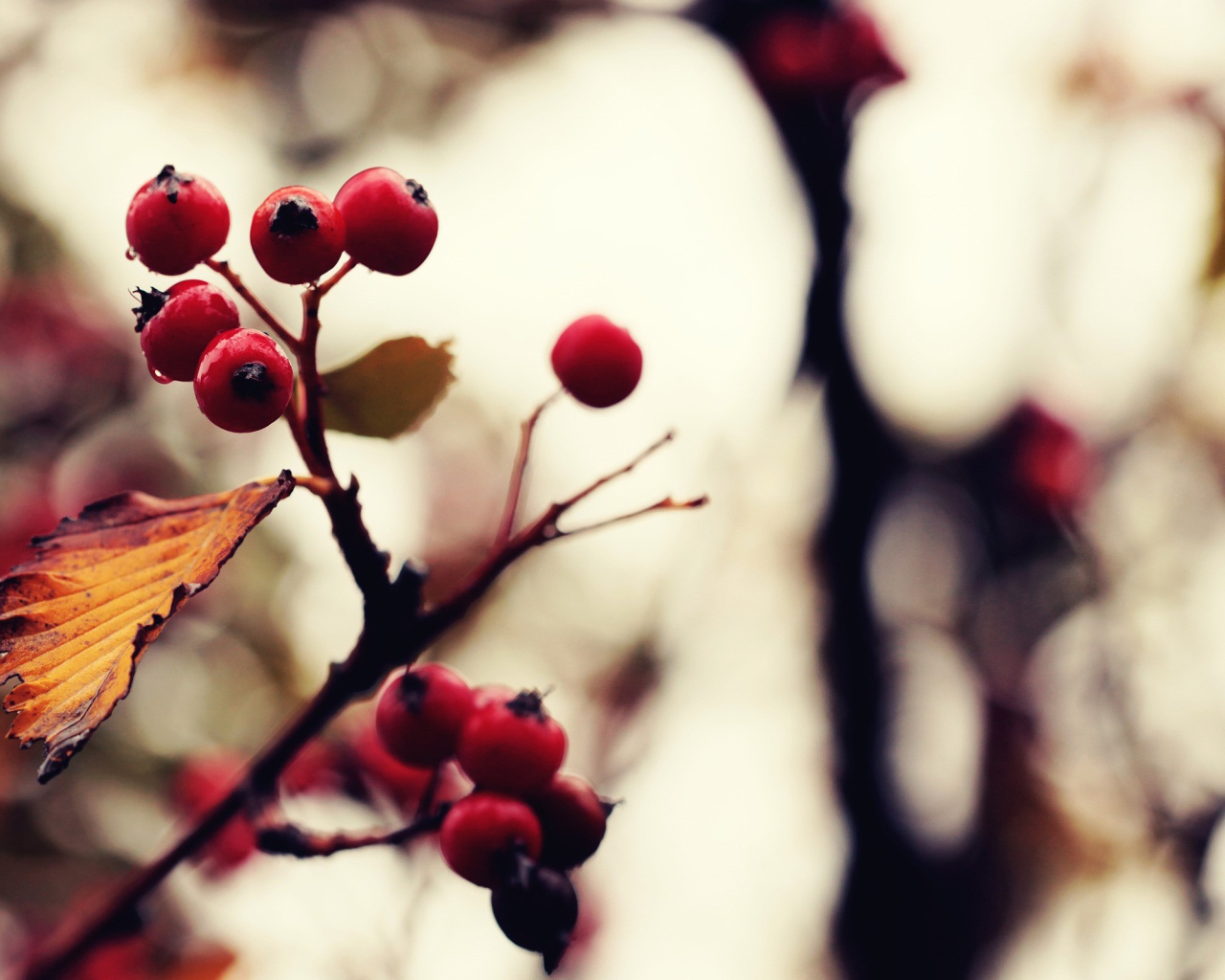 Созревшие ягоды на дереве