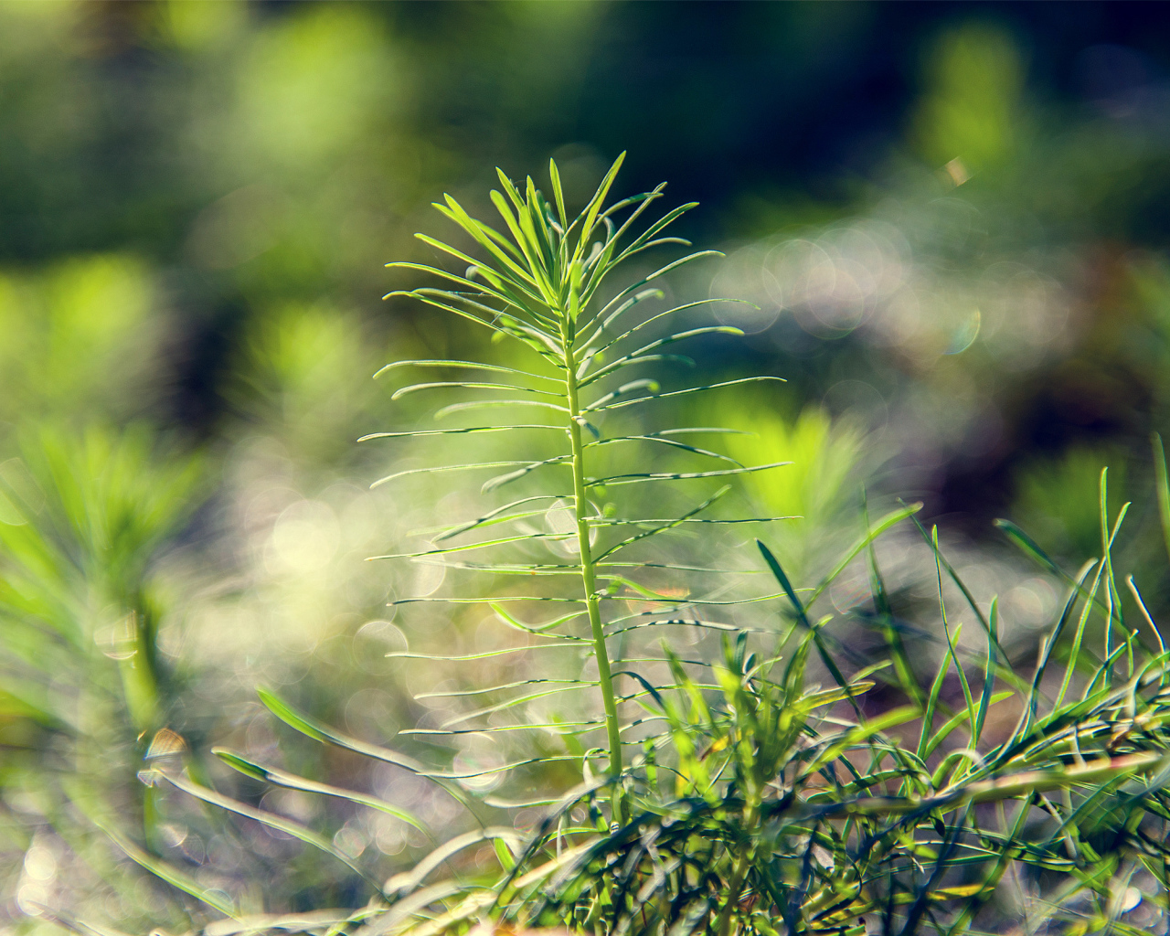 Росток тянется к солнцу