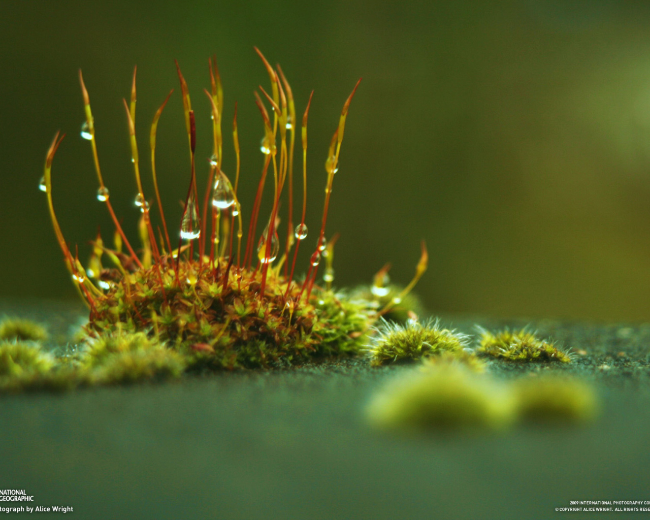 Маленькие ростки с каплями