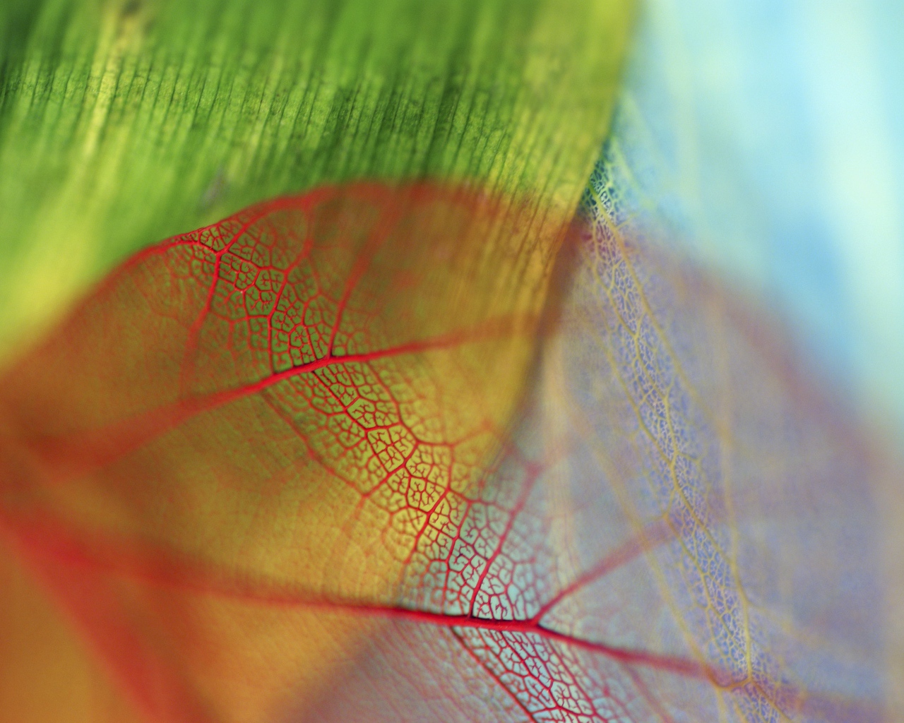 Прожилки прозрачного листа