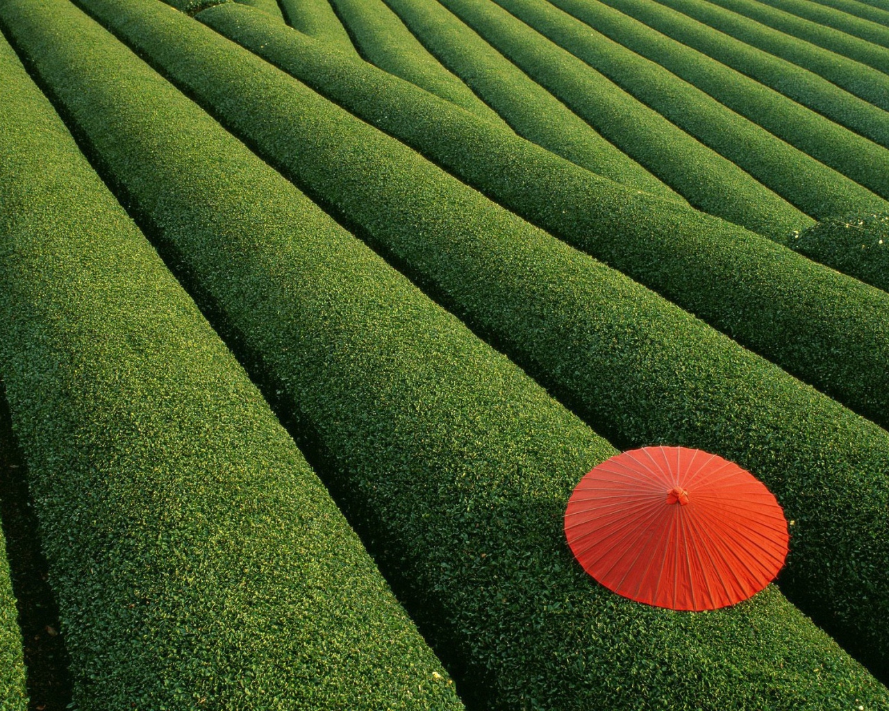 Чайная плантация