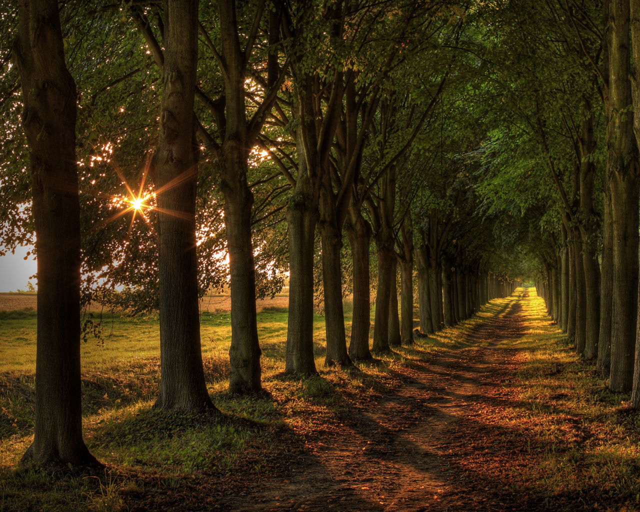 Аллея из деревьев