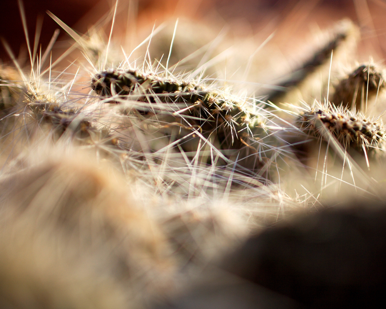 Колючки кактуса