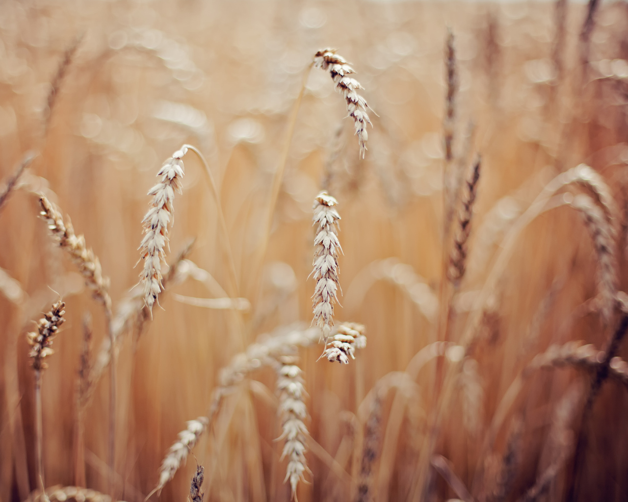 Колоски пшеницы