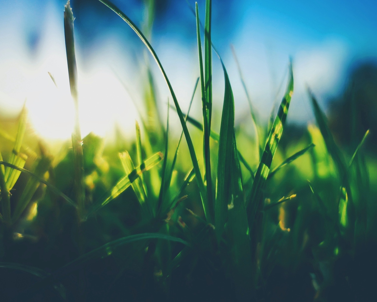 Трава в поле