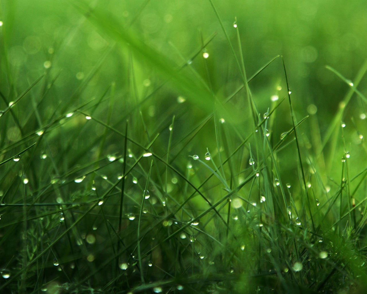 Трава в утренней росе