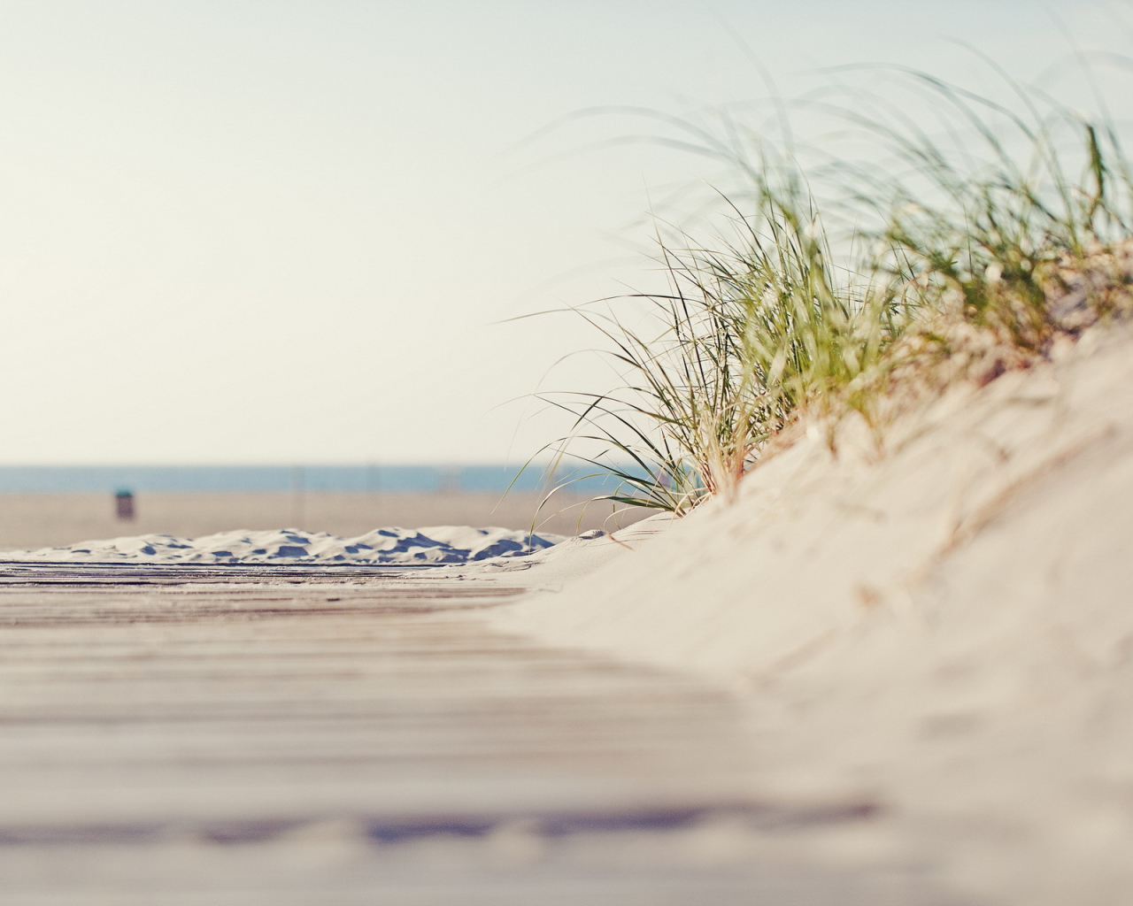 Трава на пляже