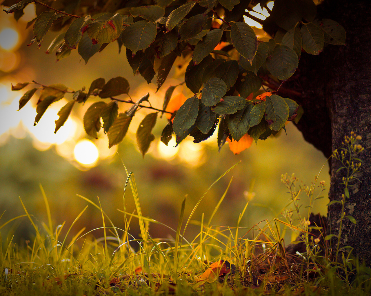 Трава под деревом